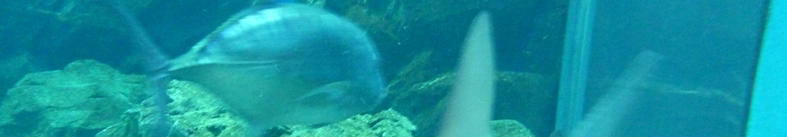 バランスチェアに話題が集まってます