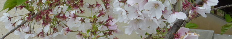 ソーラーパネル、知っておきたい情報。