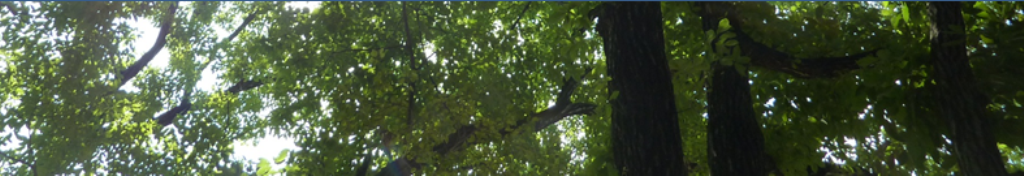 とうもろこしの最新情報便♪