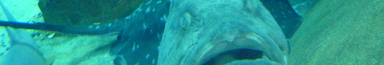 メンズ水着、大変なんです。